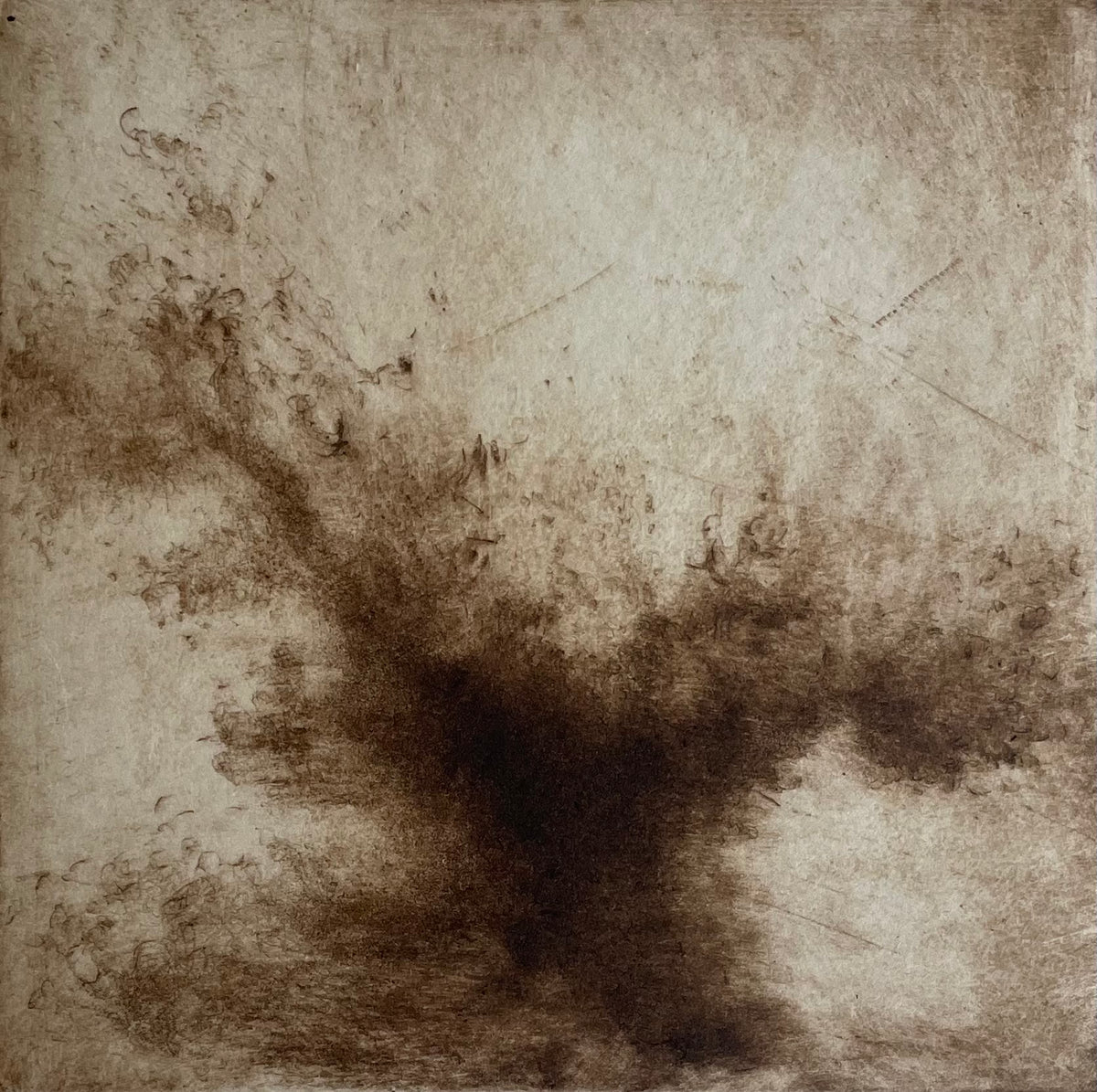 Chalara | Linda Felcey