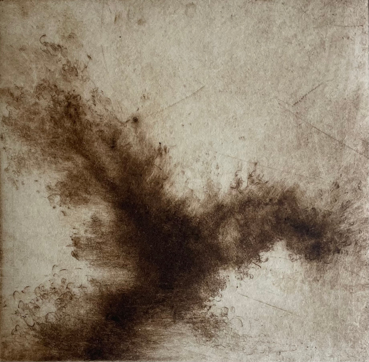 Chalara | Linda Felcey