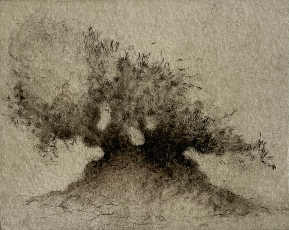 Olea II | Linda Felcey