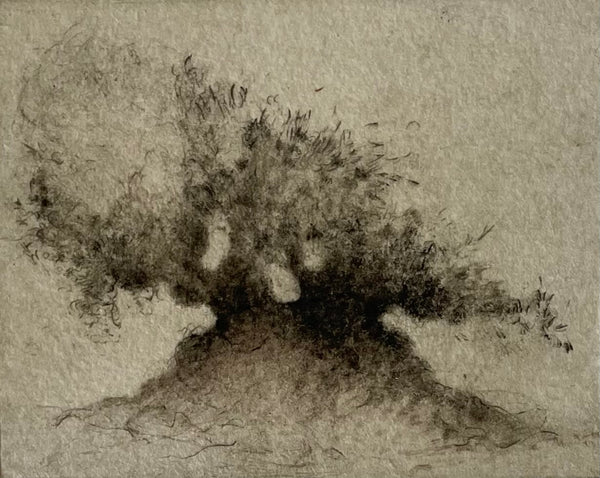 Olea II | Linda Felcey